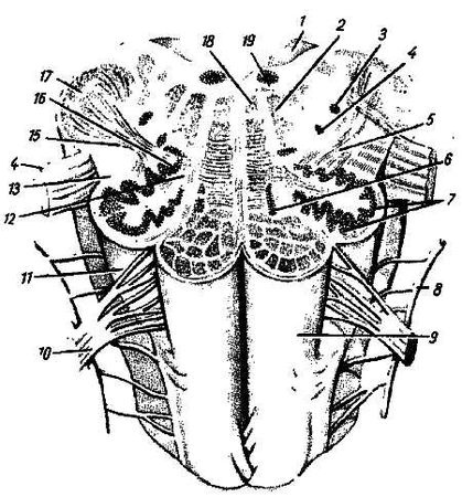 Михаил Привес, Николай Лысенков и др. - Анатомия человека