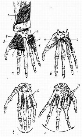 Михаил Привес, Николай Лысенков и др. - Анатомия человека