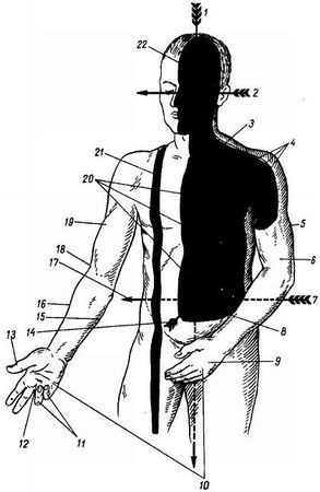 Михаил Привес, Николай Лысенков и др. - Анатомия человека