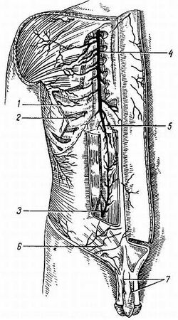 Михаил Привес, Николай Лысенков и др. - Анатомия человека