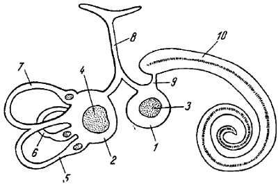 Михаил Привес, Николай Лысенков и др. - Анатомия человека