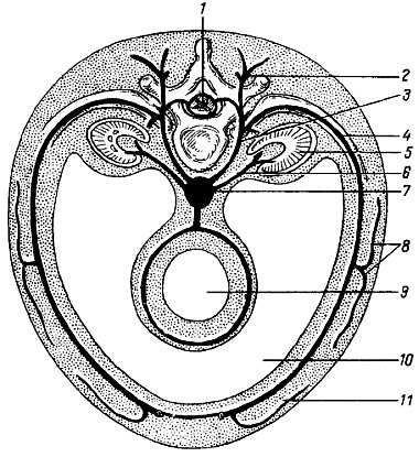 Михаил Привес, Николай Лысенков и др. - Анатомия человека