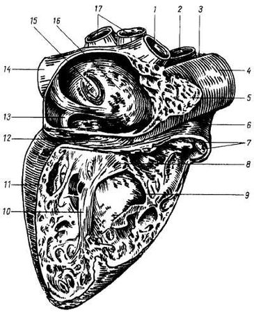 Михаил Привес, Николай Лысенков и др. - Анатомия человека