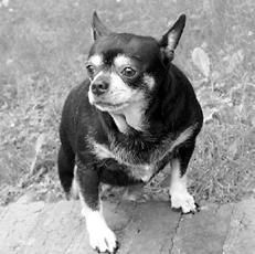 Линиза Жалпанова - Чихуахуа