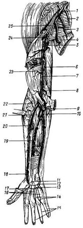 Михаил Привес, Николай Лысенков и др. - Анатомия человека