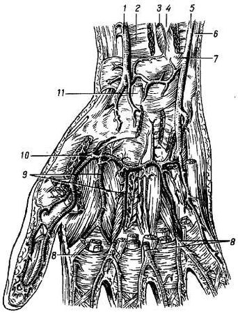 Михаил Привес, Николай Лысенков и др. - Анатомия человека