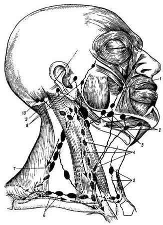 Михаил Привес, Николай Лысенков и др. - Анатомия человека