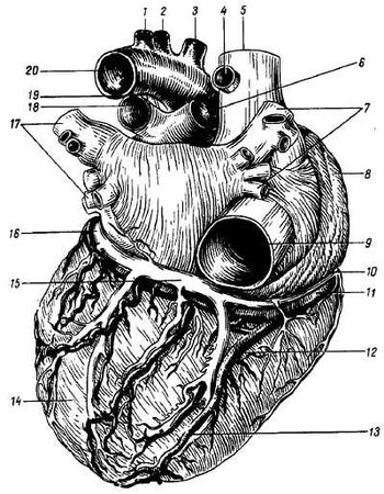Михаил Привес, Николай Лысенков и др. - Анатомия человека