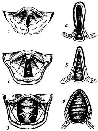Михаил Привес, Николай Лысенков и др. - Анатомия человека