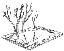 Наталья Дмитриева - Поделки из природных материалов