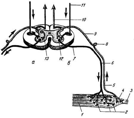 Михаил Привес, Николай Лысенков и др. - Анатомия человека