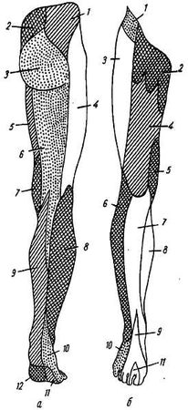 Михаил Привес, Николай Лысенков и др. - Анатомия человека