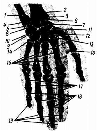 Михаил Привес, Николай Лысенков и др. - Анатомия человека