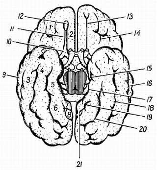Михаил Привес, Николай Лысенков и др. - Анатомия человека