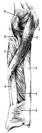 Михаил Привес, Николай Лысенков и др. - Анатомия человека