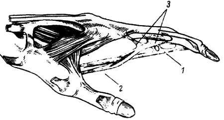 Михаил Привес, Николай Лысенков и др. - Анатомия человека