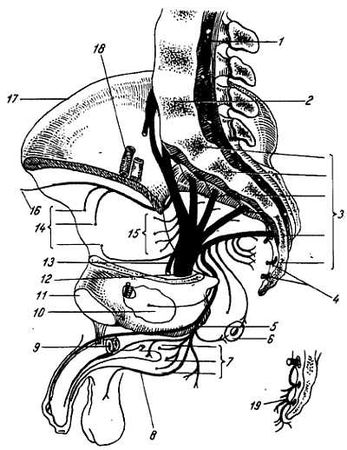 Михаил Привес, Николай Лысенков и др. - Анатомия человека