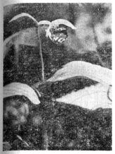 Михаил Величко - Маленькие путешествия вокруг большого города