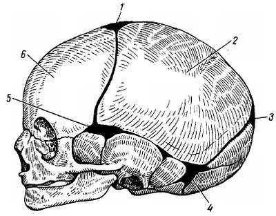 Михаил Привес, Николай Лысенков и др. - Анатомия человека