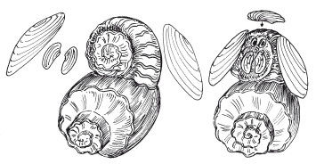 Наталья Дмитриева - Поделки из природных материалов