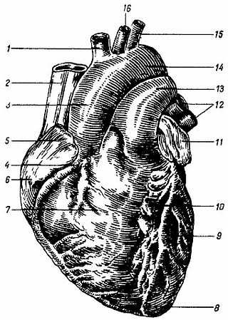 Михаил Привес, Николай Лысенков и др. - Анатомия человека