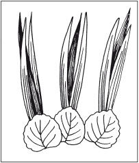 Наталья Дмитриева - Поделки из природных материалов