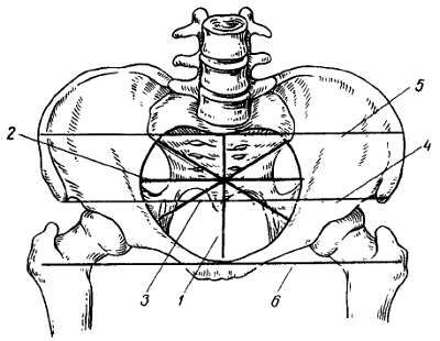 Михаил Привес, Николай Лысенков и др. - Анатомия человека