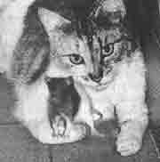 Эрнст Мулдашев - Трагическое послание древних