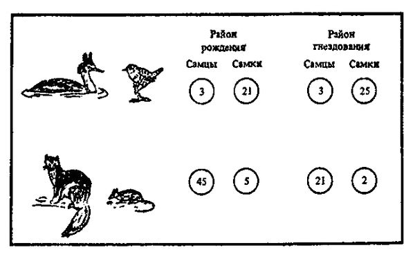 Леонид Соколов - Почему перелетные птицы возвращаются домой