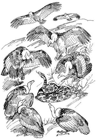 Бернгард Гржимек - Среди животных Африки