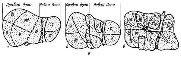 Михаил Привес, Николай Лысенков и др. - Анатомия человека
