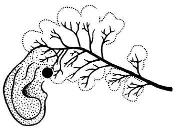 Михаил Привес, Николай Лысенков и др. - Анатомия человека