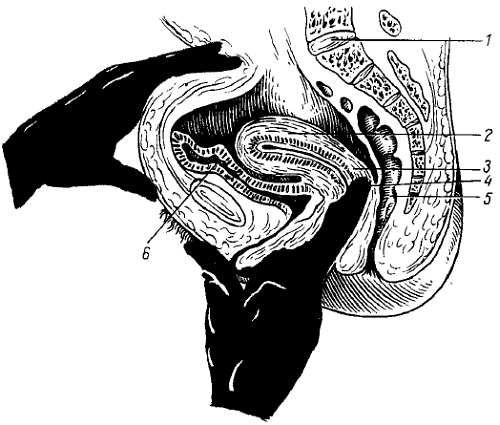 Михаил Привес, Николай Лысенков и др. - Анатомия человека