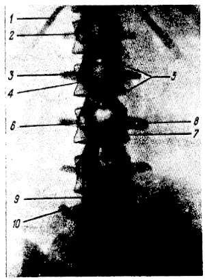Михаил Привес, Николай Лысенков и др. - Анатомия человека