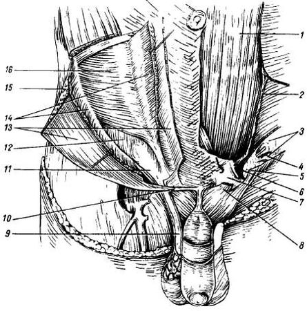 Михаил Привес, Николай Лысенков и др. - Анатомия человека