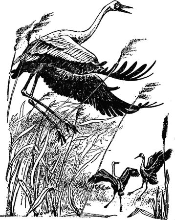 Игорь Акимушкин - Причуды природы