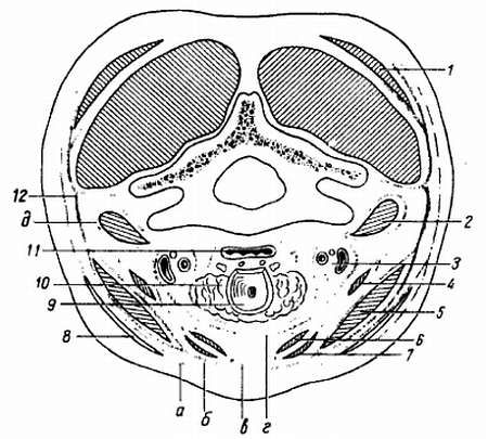 Михаил Привес, Николай Лысенков и др. - Анатомия человека
