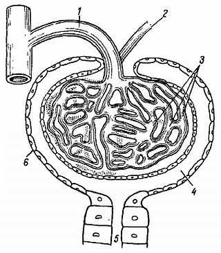 Михаил Привес, Николай Лысенков и др. - Анатомия человека