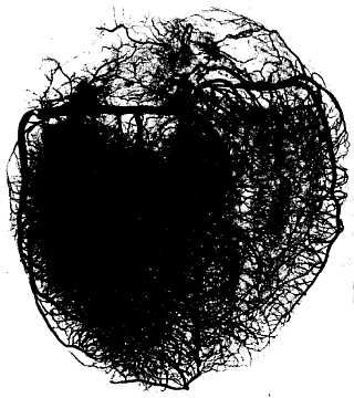 Михаил Привес, Николай Лысенков и др. - Анатомия человека