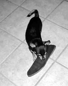 Линиза Жалпанова - Чихуахуа