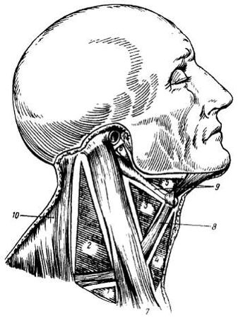 Михаил Привес, Николай Лысенков и др. - Анатомия человека