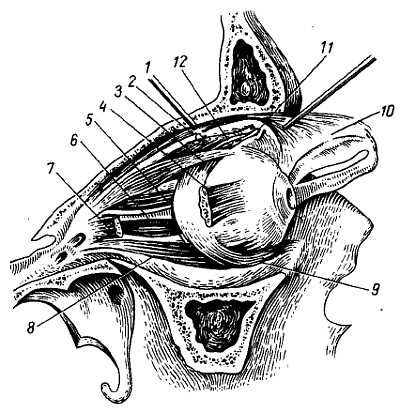 Михаил Привес, Николай Лысенков и др. - Анатомия человека
