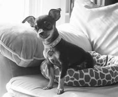 Линиза Жалпанова - Чихуахуа