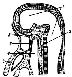 Михаил Привес, Николай Лысенков и др. - Анатомия человека