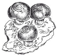 Наталья Дмитриева - Поделки из природных материалов