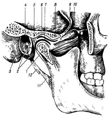 Михаил Привес, Николай Лысенков и др. - Анатомия человека