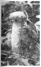 Михаил Величко - Маленькие путешествия вокруг большого города