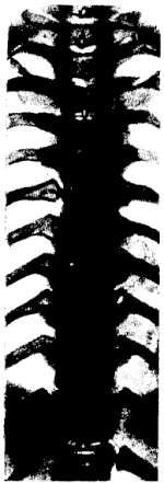 Михаил Привес, Николай Лысенков и др. - Анатомия человека