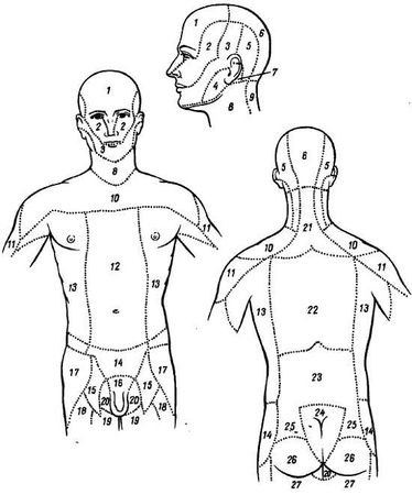 Михаил Привес, Николай Лысенков и др. - Анатомия человека