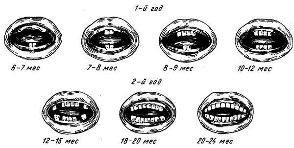 Михаил Привес, Николай Лысенков и др. - Анатомия человека